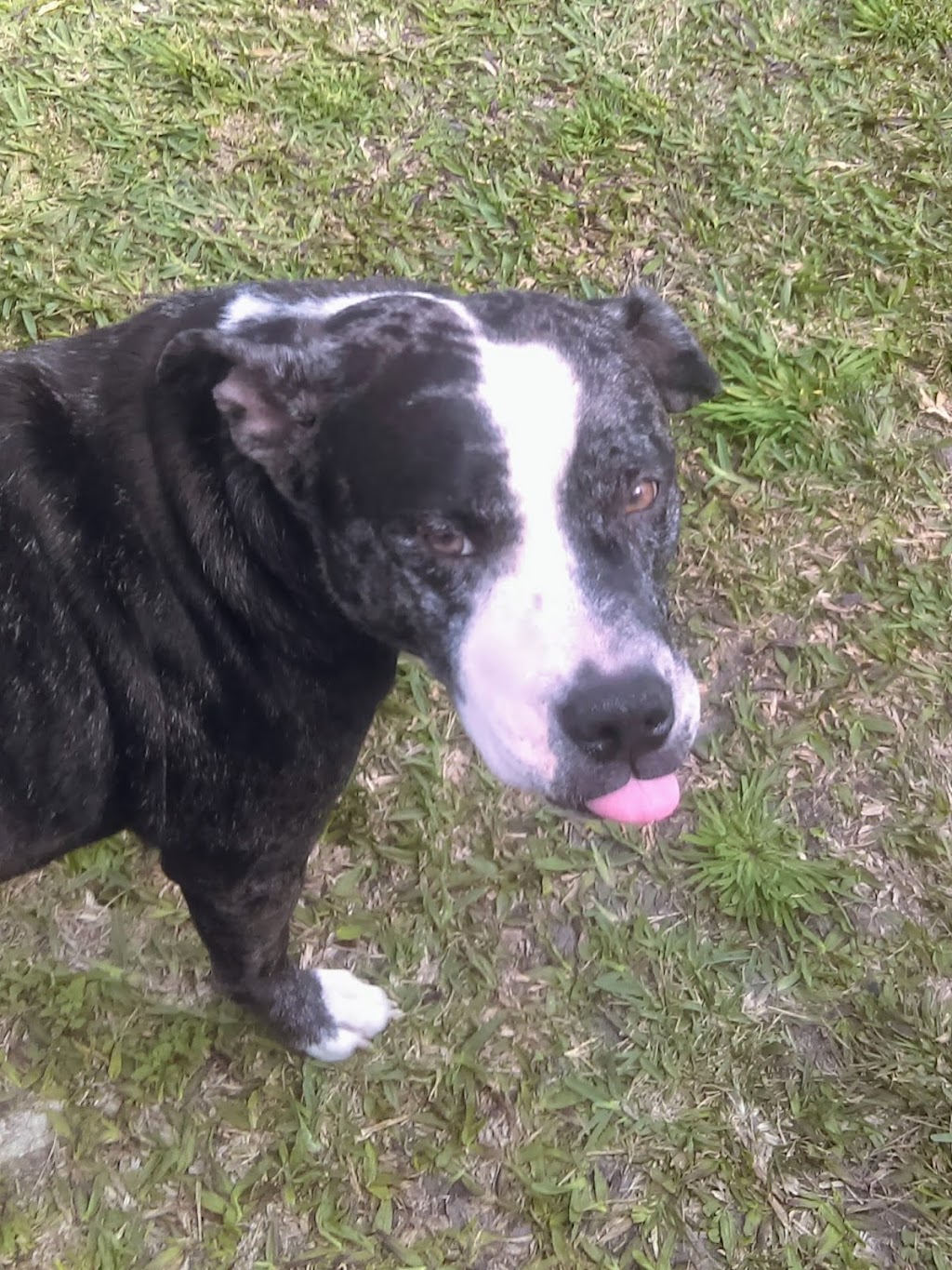 Walk-In Veterinary Care | 5080 N U.S. Hwy 41, Apollo Beach, FL 33572, USA | Phone: (813) 213-8515