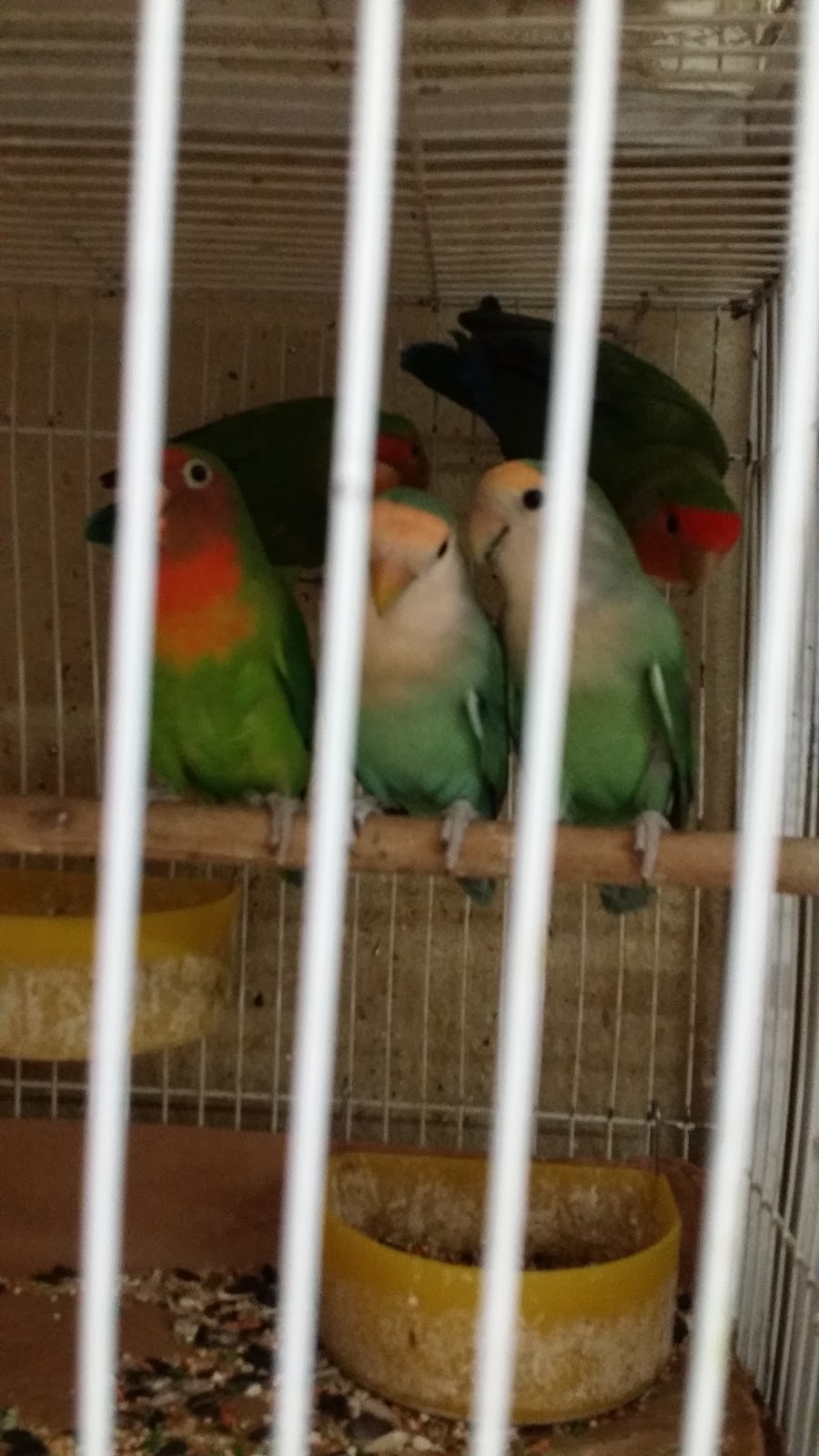 Villas Pet Shop | 10508 E Garvey Ave, El Monte, CA 91733, USA | Phone: (323) 482-6278