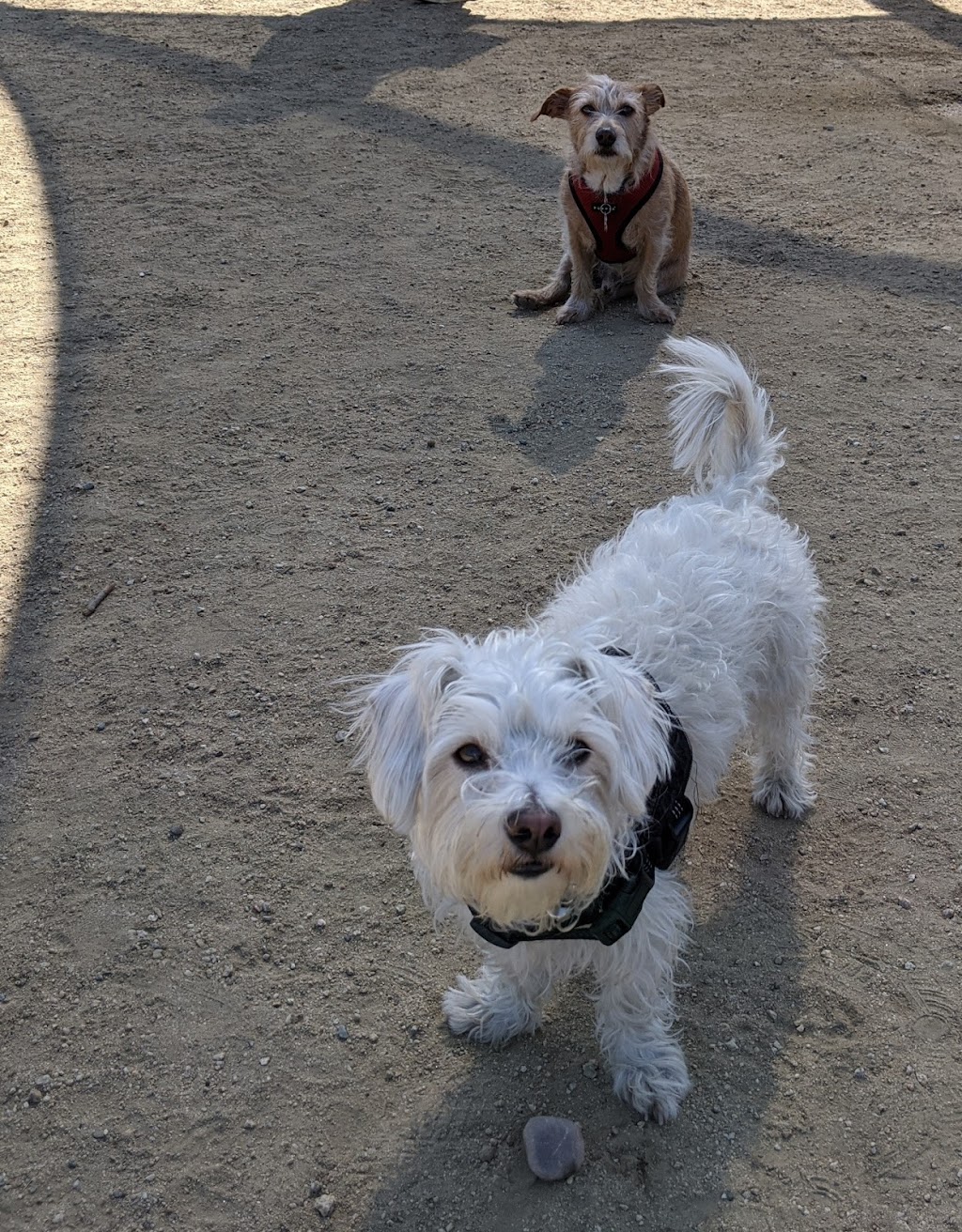 South Pawsadena Dog Park | 650 Stoney Dr, South Pasadena, CA 91030, USA | Phone: (626) 403-7380