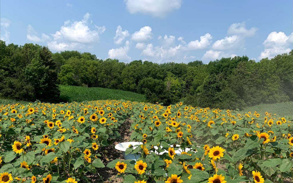 Howell Family Pumpkin Farm | 2878 Holland Rd, Fonthill, ON L0S 1E6, Canada | Phone: (905) 892-3918