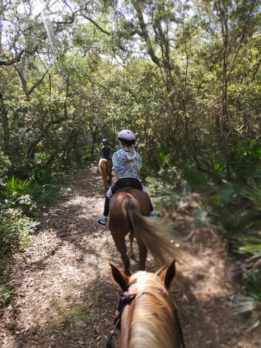 Happy Trails Walking Horses LLC | 4600 Peters Point Rd, Fernandina Beach, FL 32034 | Phone: (904) 557-3126