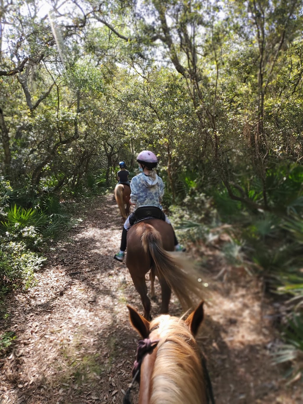 Happy Trails Walking Horses LLC | 4600 Peters Point Rd, Fernandina Beach, FL 32034, USA | Phone: (904) 557-3126