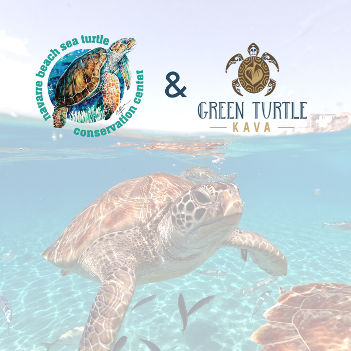 Green Turtle Kava Bar - Daytona Beach | 1500 Beville Rd Suite 103, Daytona Beach, FL 32114, USA | Phone: (386) 272-4790