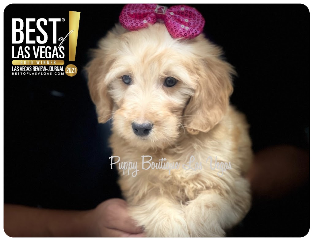 Puppy Boutique Las Vegas | 4343 N Rancho Dr #244, Las Vegas, NV 89130, USA | Phone: (702) 658-8820