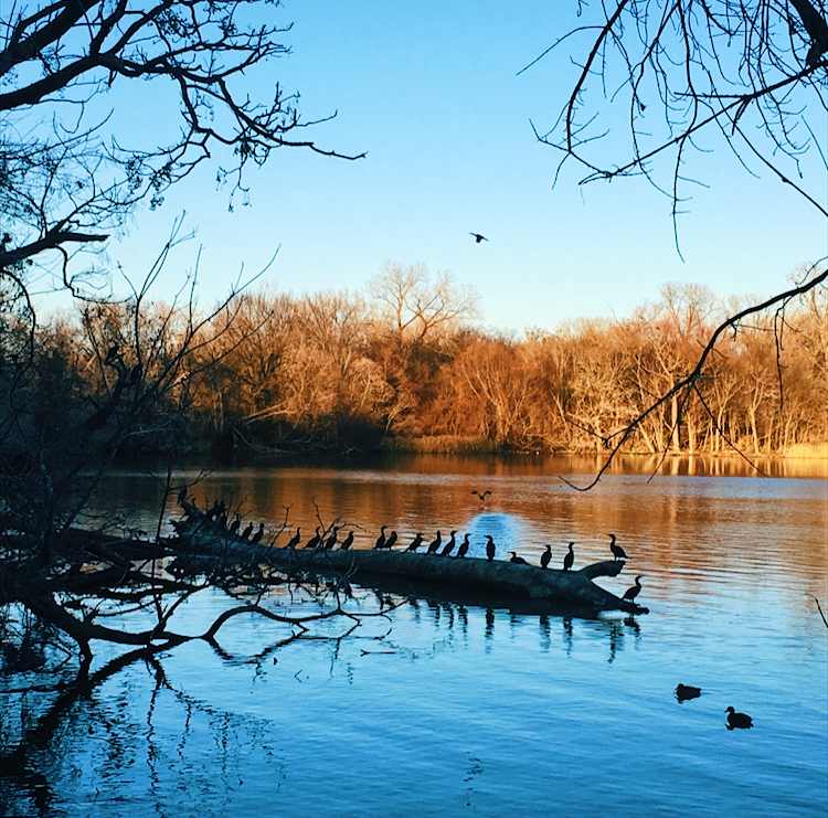 White Rock Lake Parking | Parking lot, White Rock Lake Trail, Dallas, TX 75214, USA | Phone: (214) 670-8740