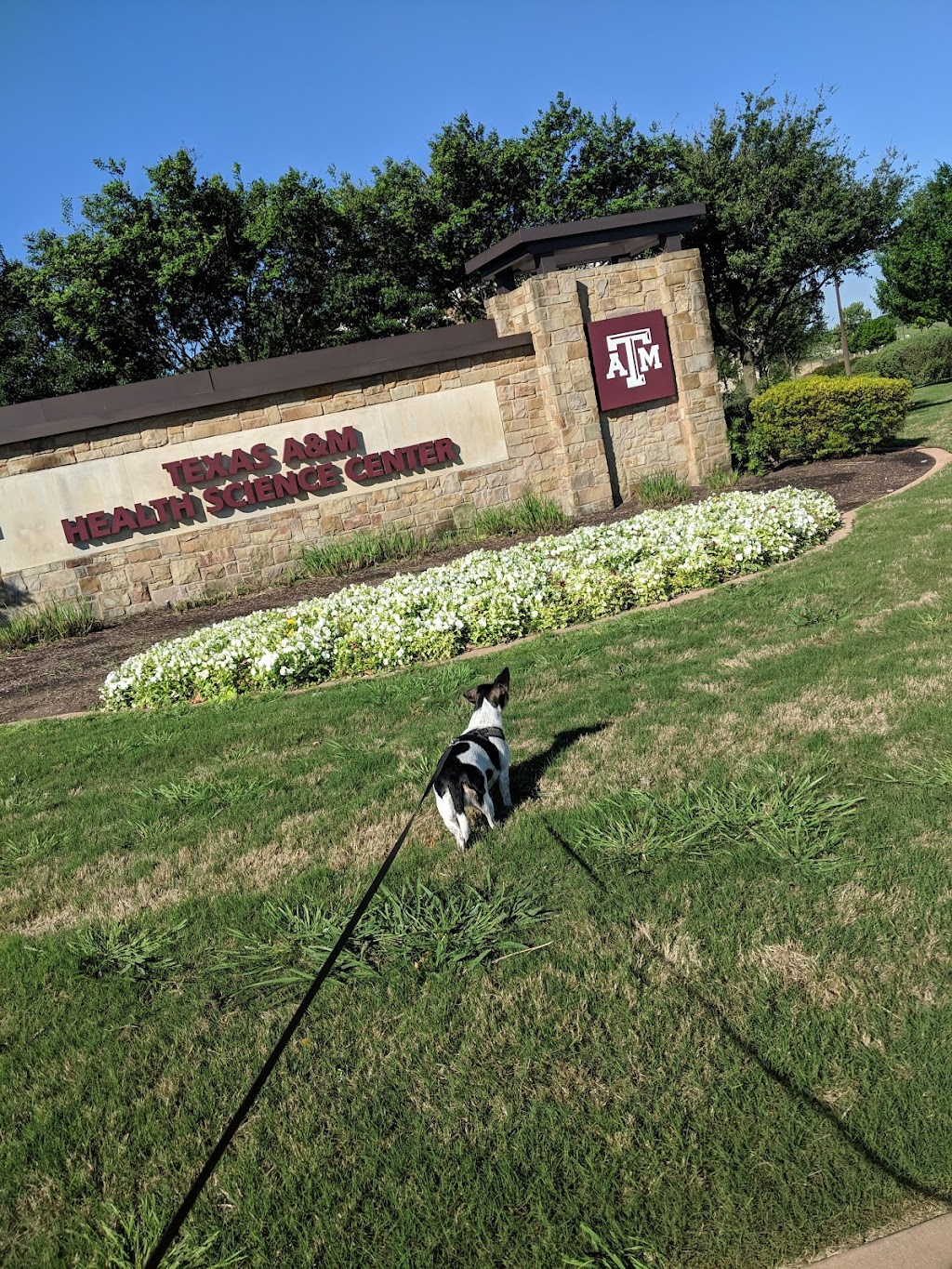 Texas A&M Health Science Center - Round Rock | 3950 N A.W. Grimes Blvd, Round Rock, TX 78665, USA | Phone: (512) 341-4900