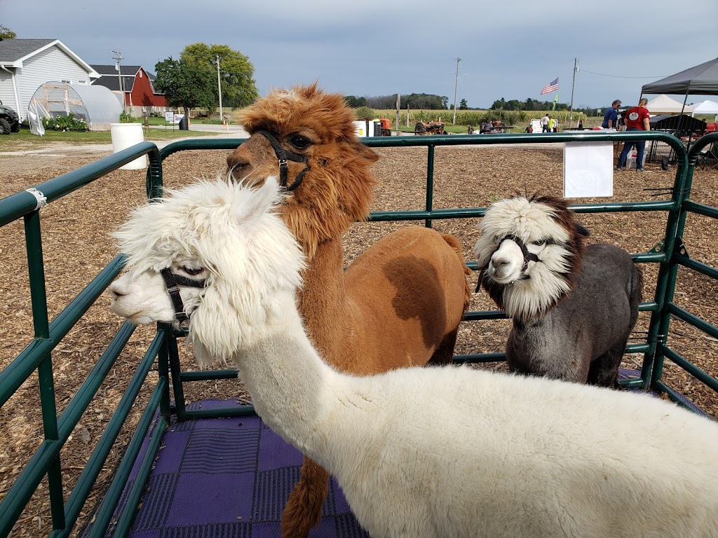 Inukshuk Alpaca Menagerie & Country Shoppe | N534 County Road W, Town of Ashford, Campbellsport, WI 53010, USA | Phone: (262) 880-7492