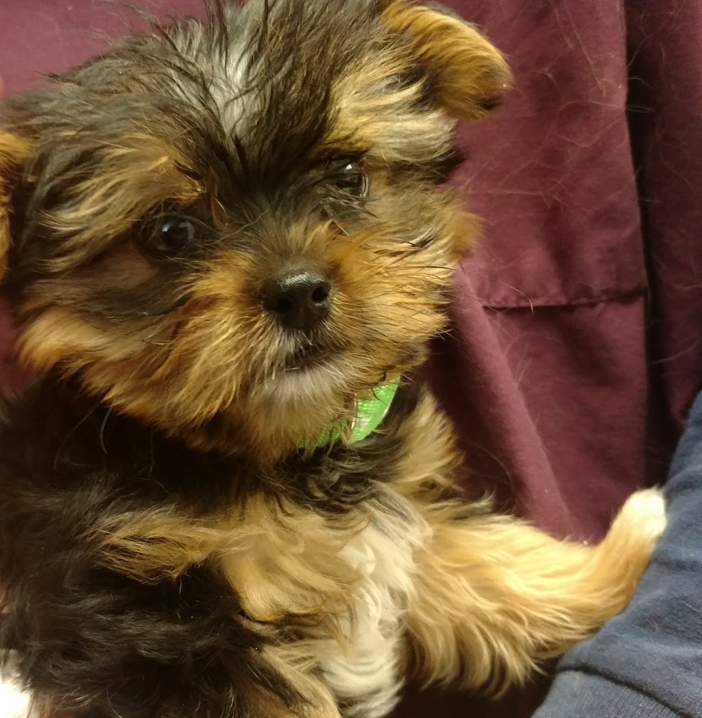 North Valley Veterinary Center And Boarding | 43619 Sierra Hwy, Lancaster, CA 93534, USA | Phone: (661) 945-7906