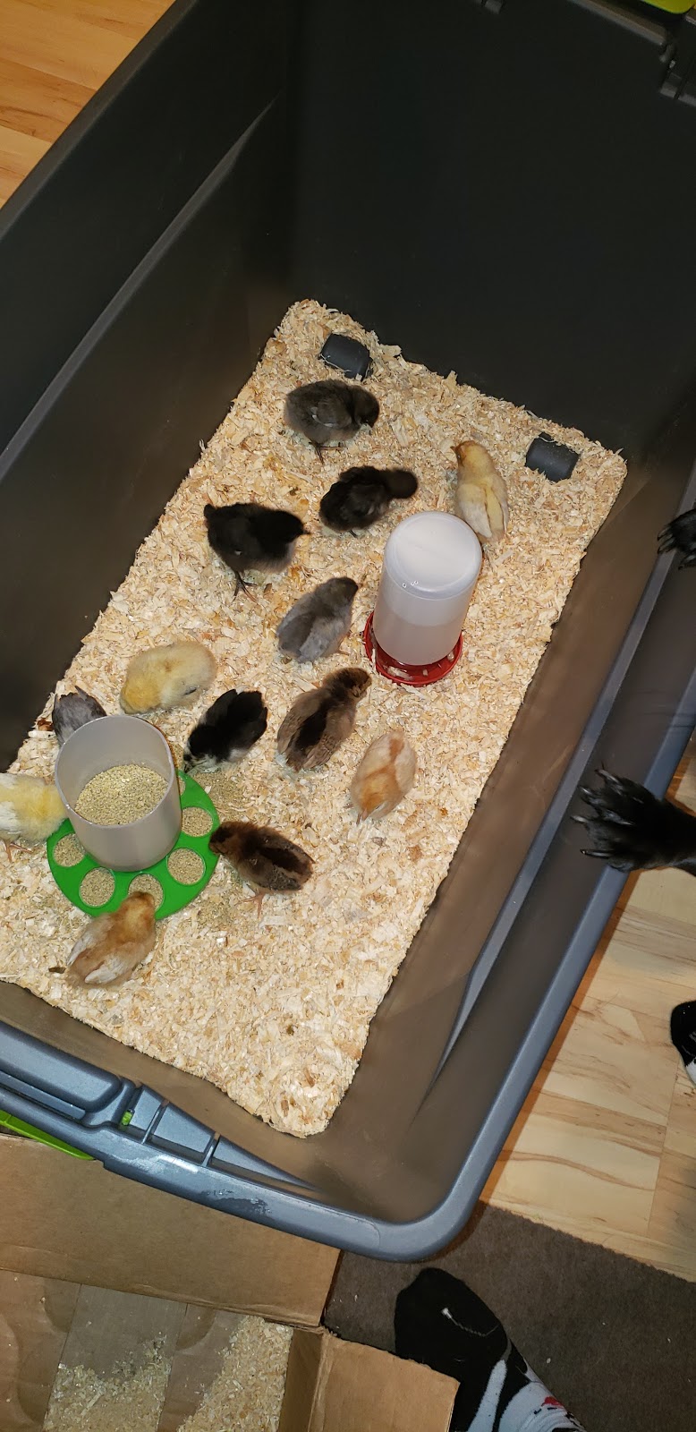 Spikes & Houles Feed, Seed, & Pet Supply | 55 2nd St SW, Forest Lake, MN 55025, USA | Phone: (651) 464-3326