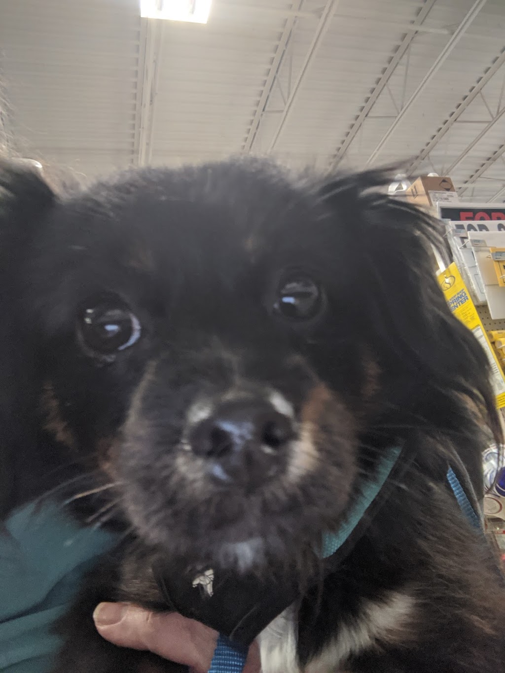 ProtectMyPet Vaccinations Clinic at Tractor Supply Co. | 115 Greystone Power Blvd, Dallas, GA 30157, USA | Phone: (770) 443-3352