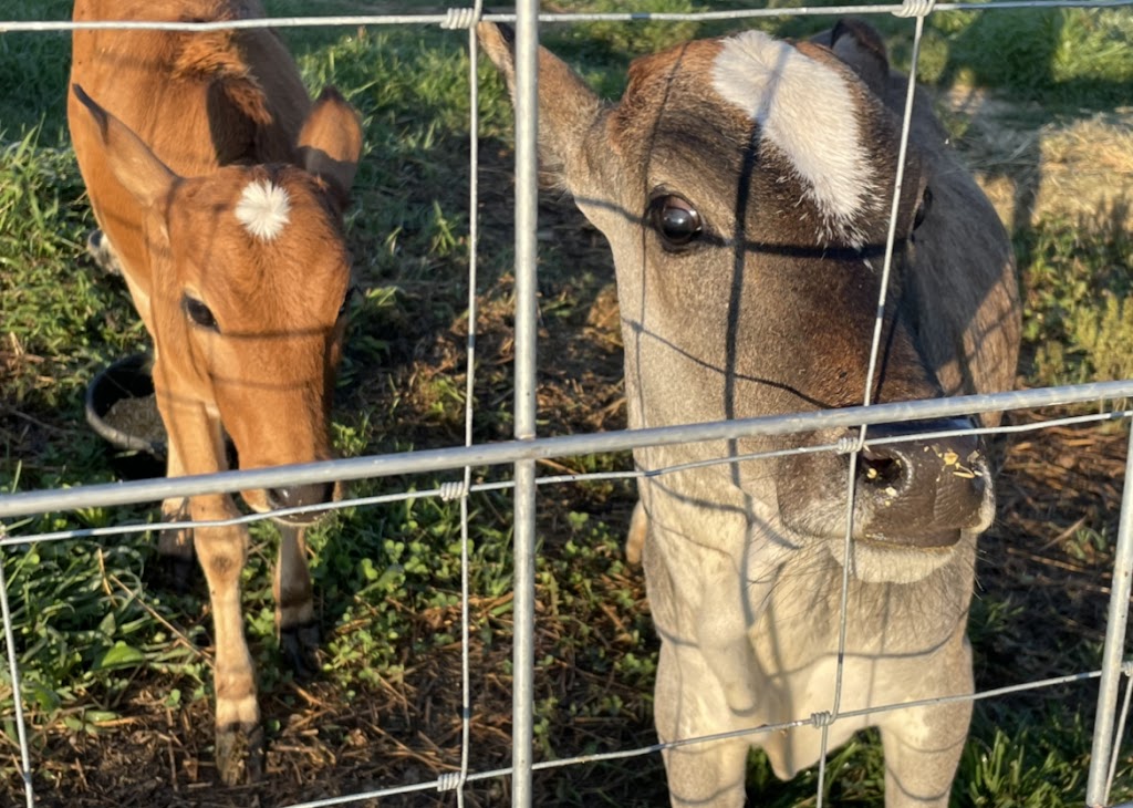 Little crooked creek safari | 1430 Little Crooked Creek Rd, Lawrenceburg, KY 40342, USA | Phone: (502) 445-6501