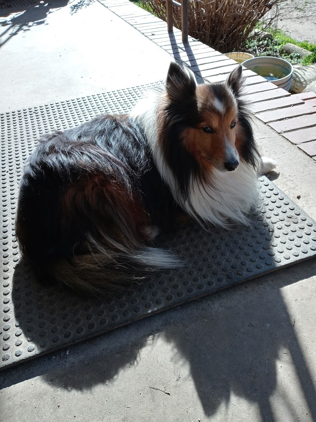 Dog Lovers Ts Sheltie Heaven | 9708 NC-39, Middlesex, NC 27557, USA | Phone: (919) 625-6523