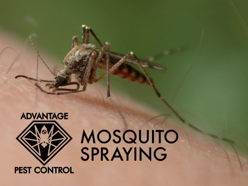 Advantage Pest Control, Inc | 102 Bridge Street #2, B St, Salisbury, MA 01952, USA | Phone: (978) 225-3575