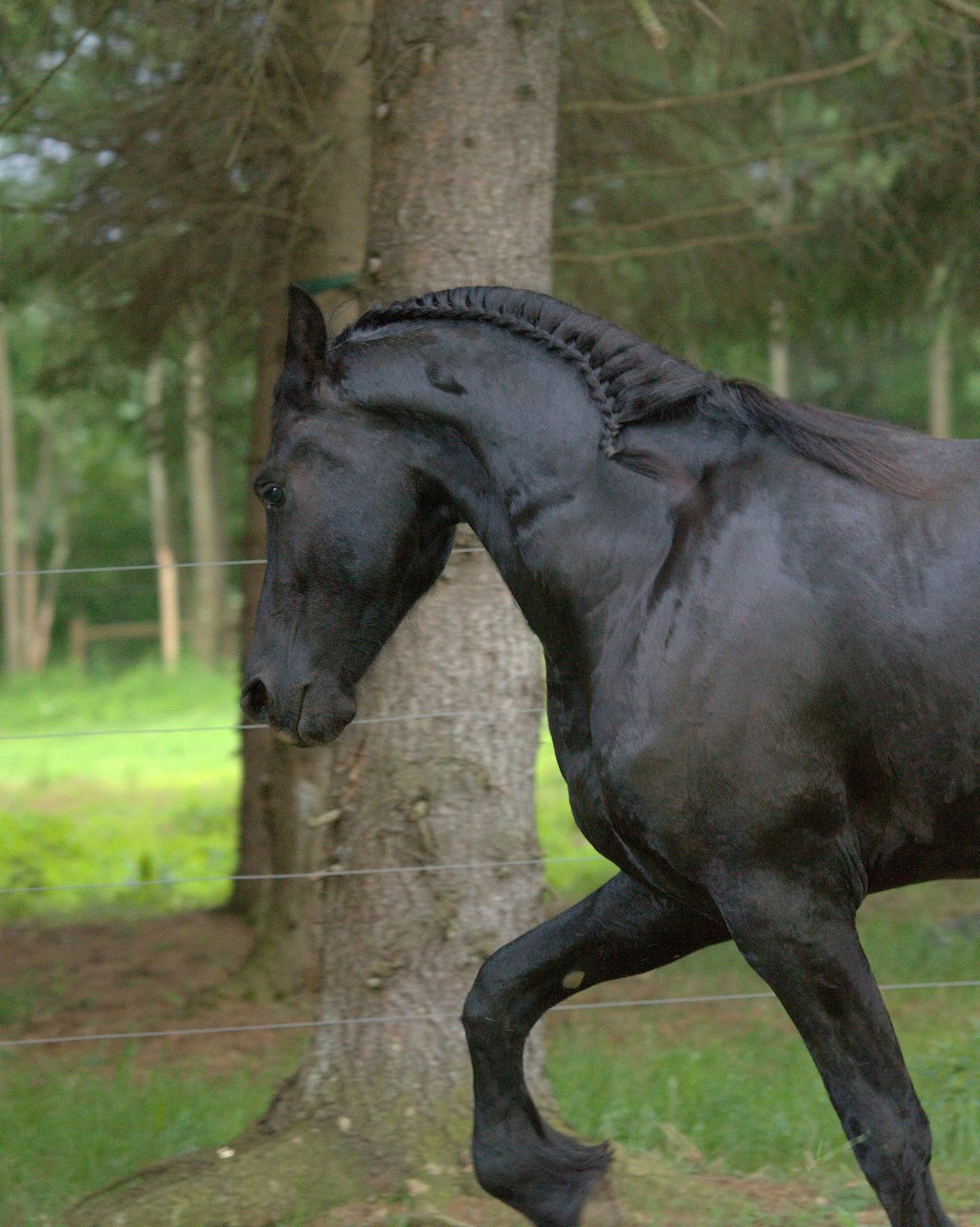 Sleepy Hollow Equestrian Center-Therapeutic Riding | 11811 Gaston Rd, Negley, OH 44441 | Phone: (724) 622-0647