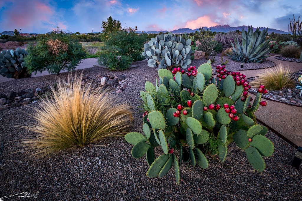 Rokoko | 4901 Chippewa Trail, Las Cruces, NM 88011, USA | Phone: (575) 522-5553