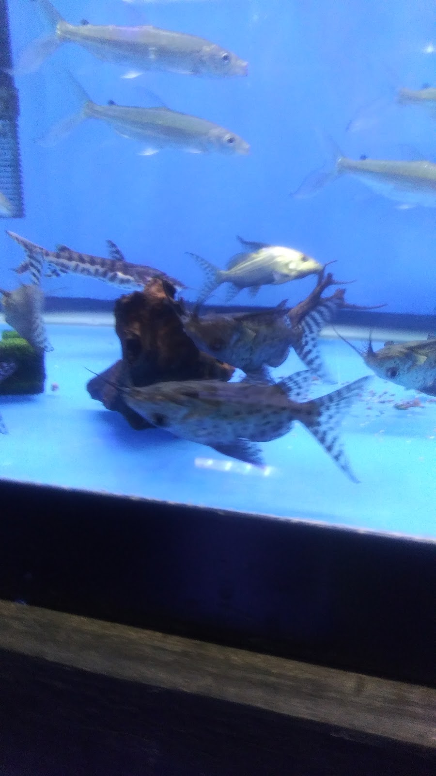 Rays Tank (Exotic Freshwater Fish Store) | 10667 Melody Dr Unit 15, Northglenn, CO 80234, USA | Phone: (720) 536-5119