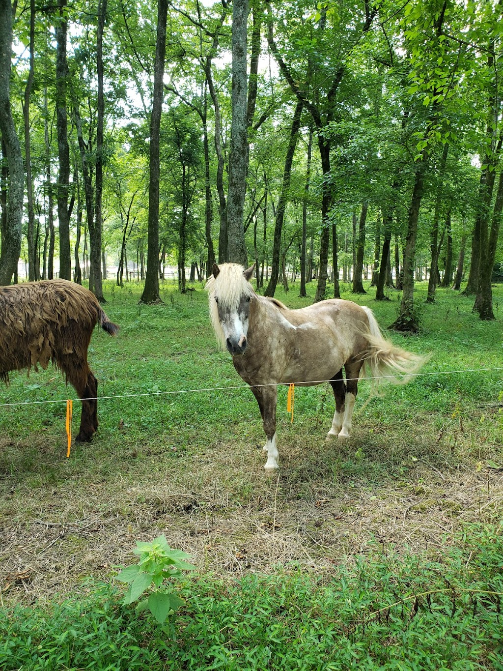 Pettit Creek Farms | 337 Cassville Rd, Cartersville, GA 30120, USA | Phone: (770) 386-8688