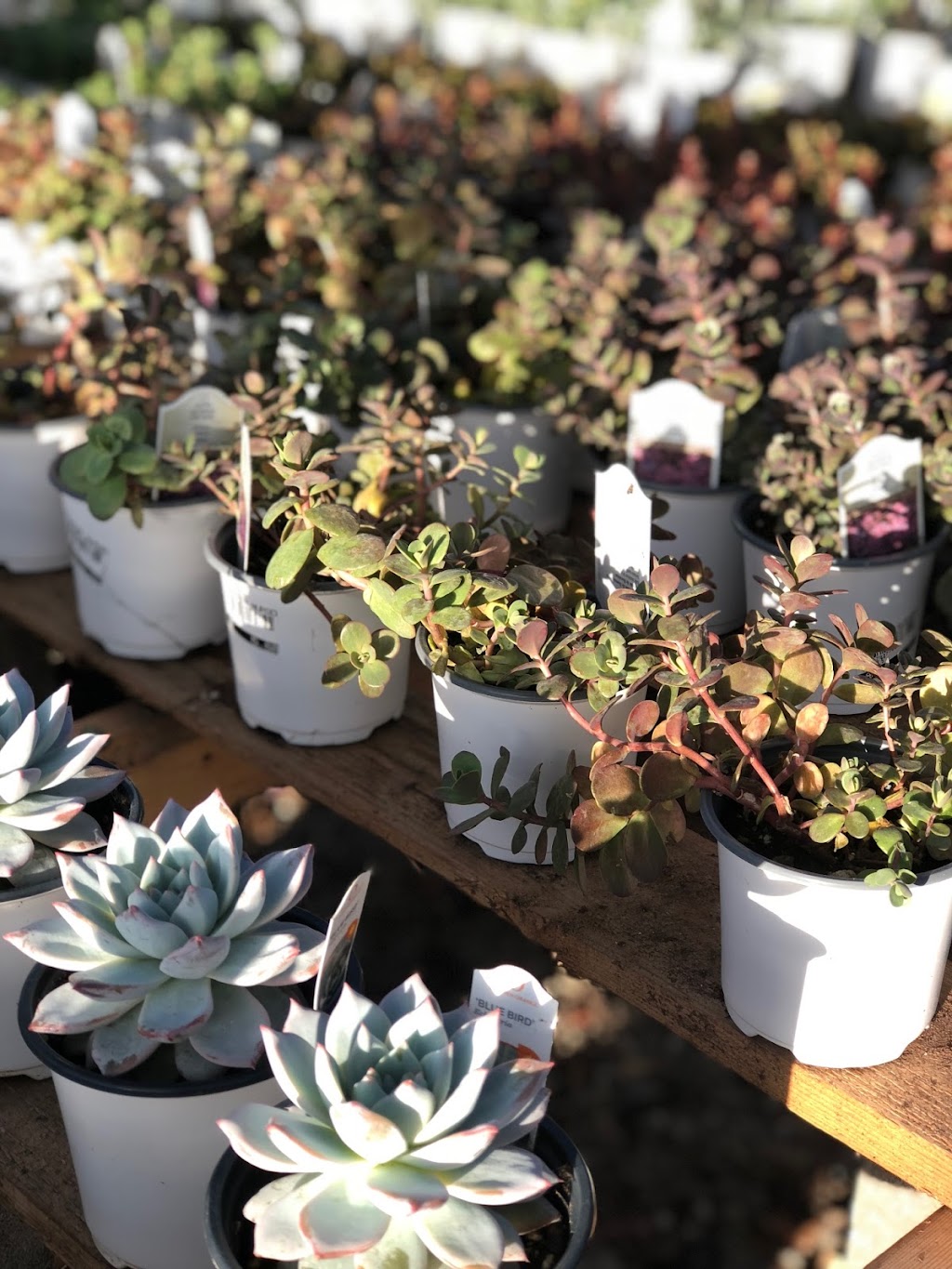 Premier Nursery | 1501 Airport Fwy, Euless, TX 76040, USA | Phone: (817) 685-0932