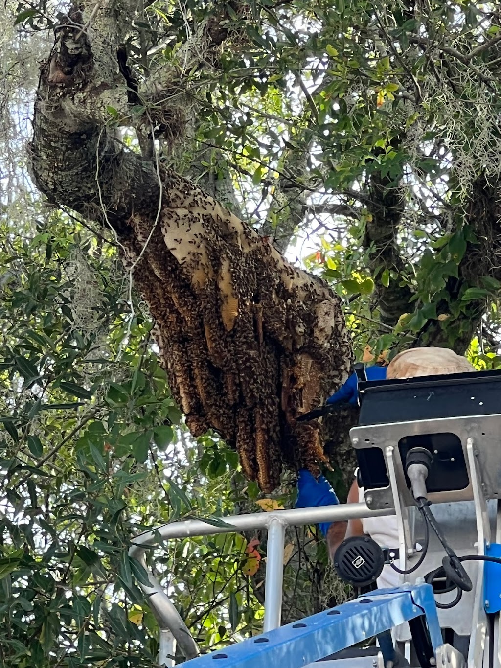 Orlando Bee Removal Expert LLC | 2385 Howard Ave, Oviedo, FL 32765, USA | Phone: (407) 330-8542