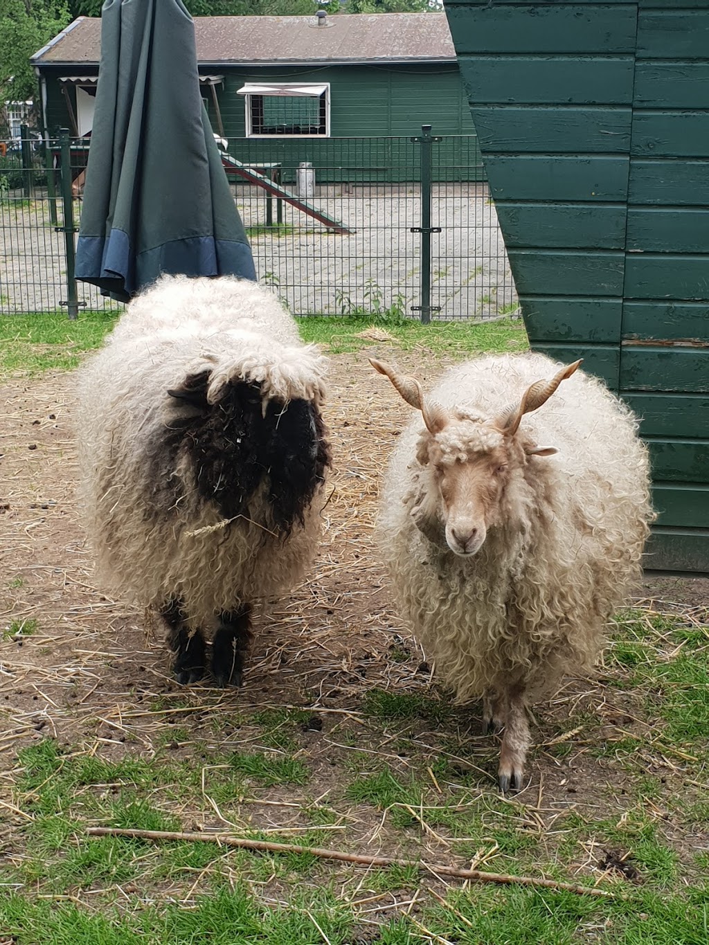 Petting Farm "de Werf" | Archimedeslaan 59, 1098 PX Amsterdam, Netherlands | Phone: 020 694 2694