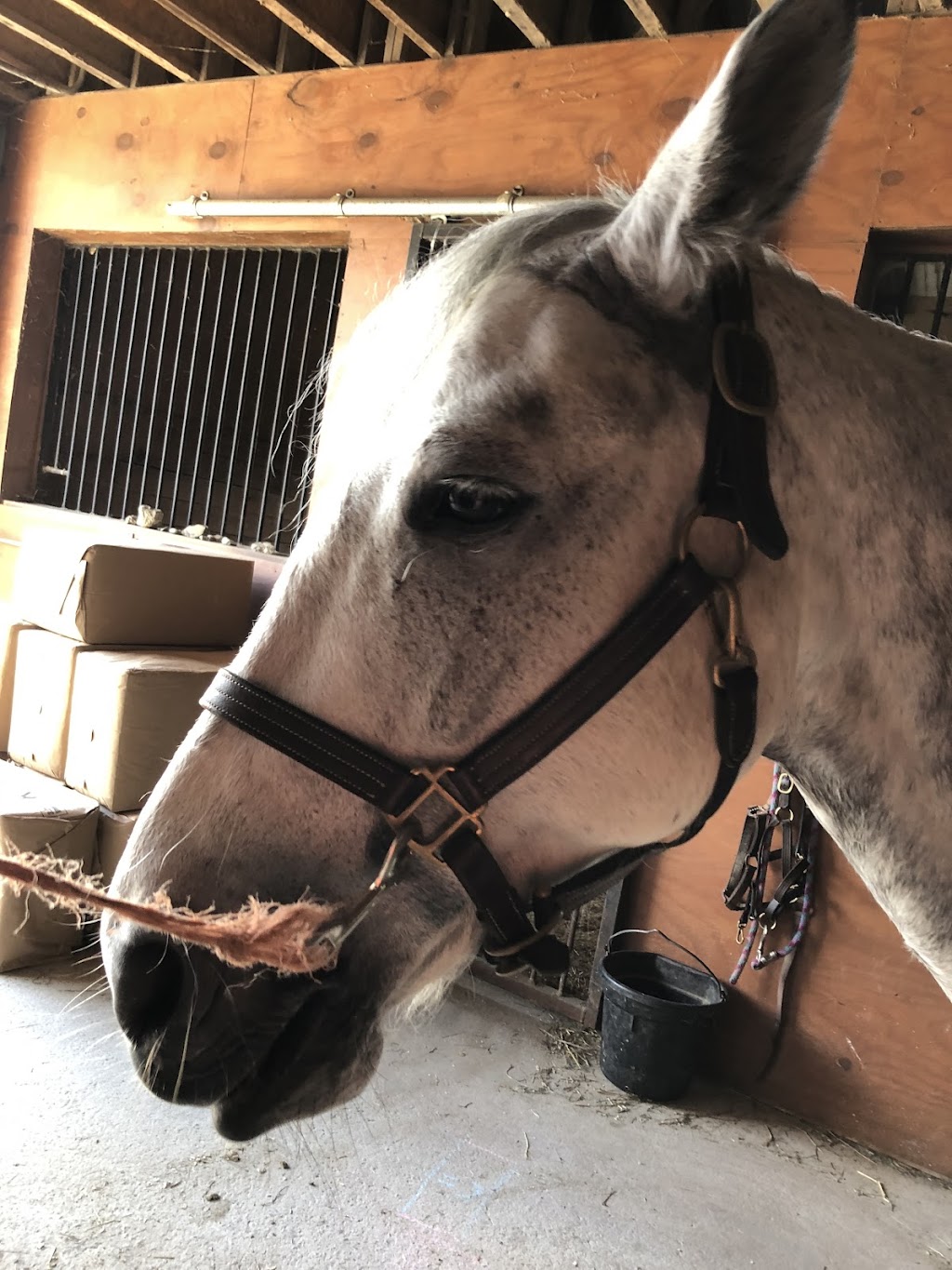 Chavin Equestrian Center | 130 Loweree Rd, Nassau, NY 12123, USA | Phone: (518) 766-3411