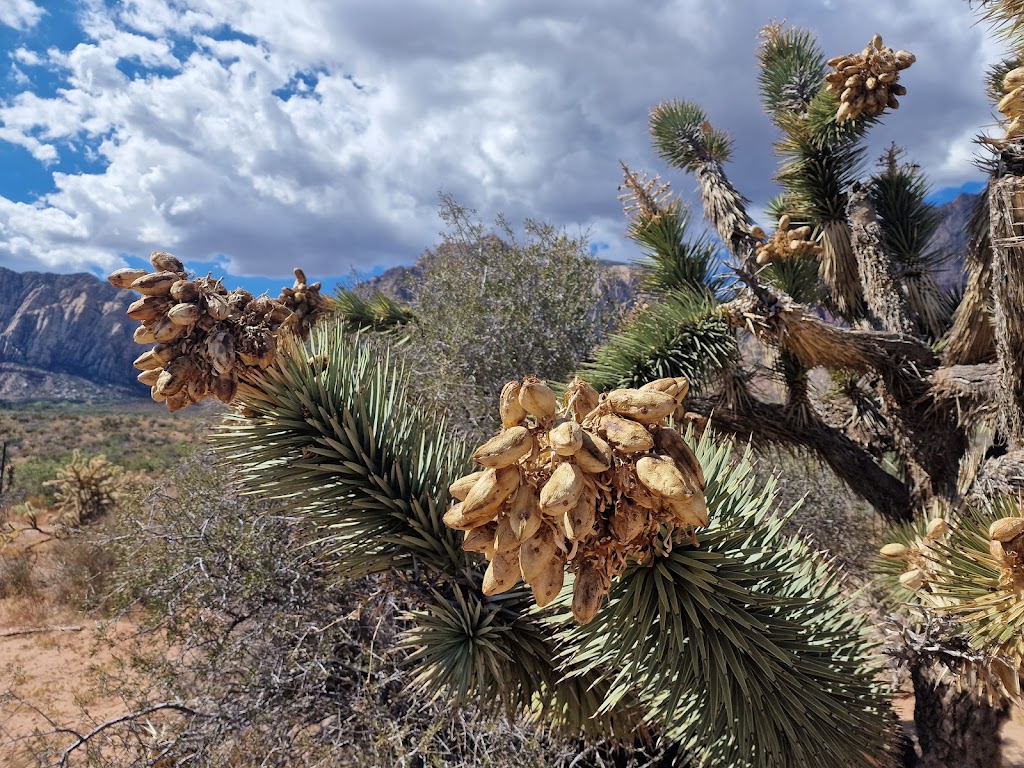 First Creek Trailhead | NV-159, Las Vegas, NV 89161, USA | Phone: (702) 515-5367