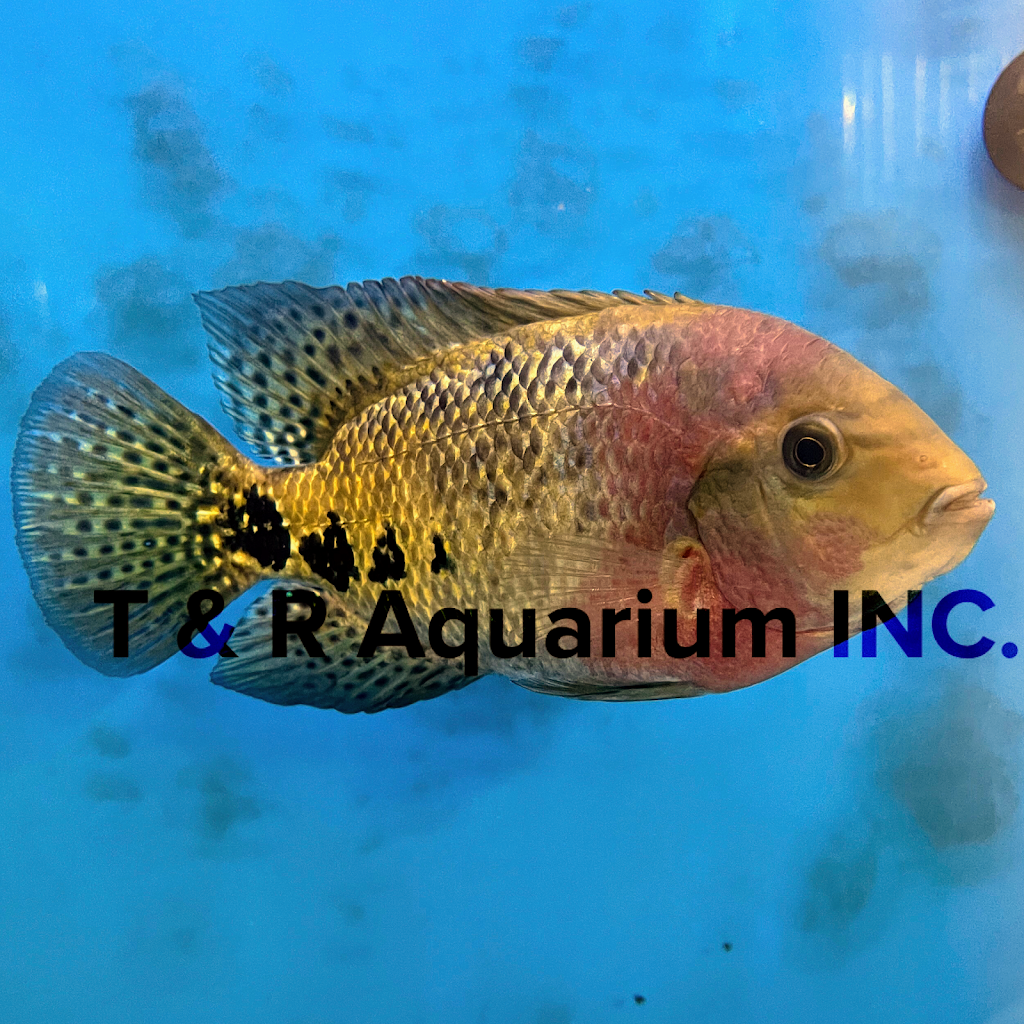 T & R AQUARIUM INC | 1026 60th St, Brooklyn, NY 11219, USA | Phone: (646) 206-8851