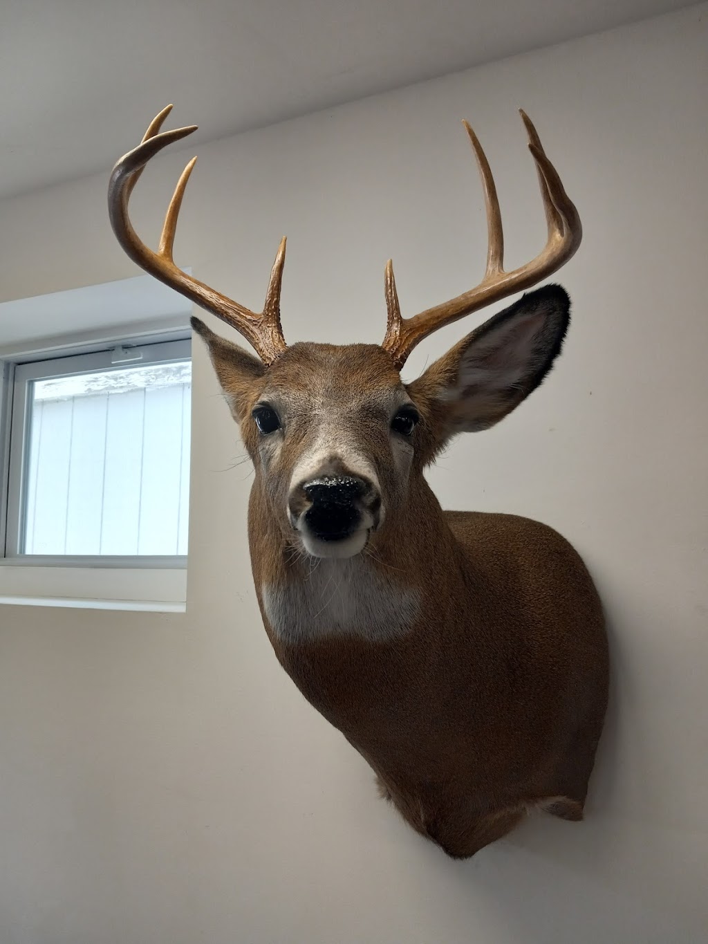 Joes Taxidermy | 12 Weatherwax Rd, Wynantskill, NY 12198, USA | Phone: (518) 874-1095