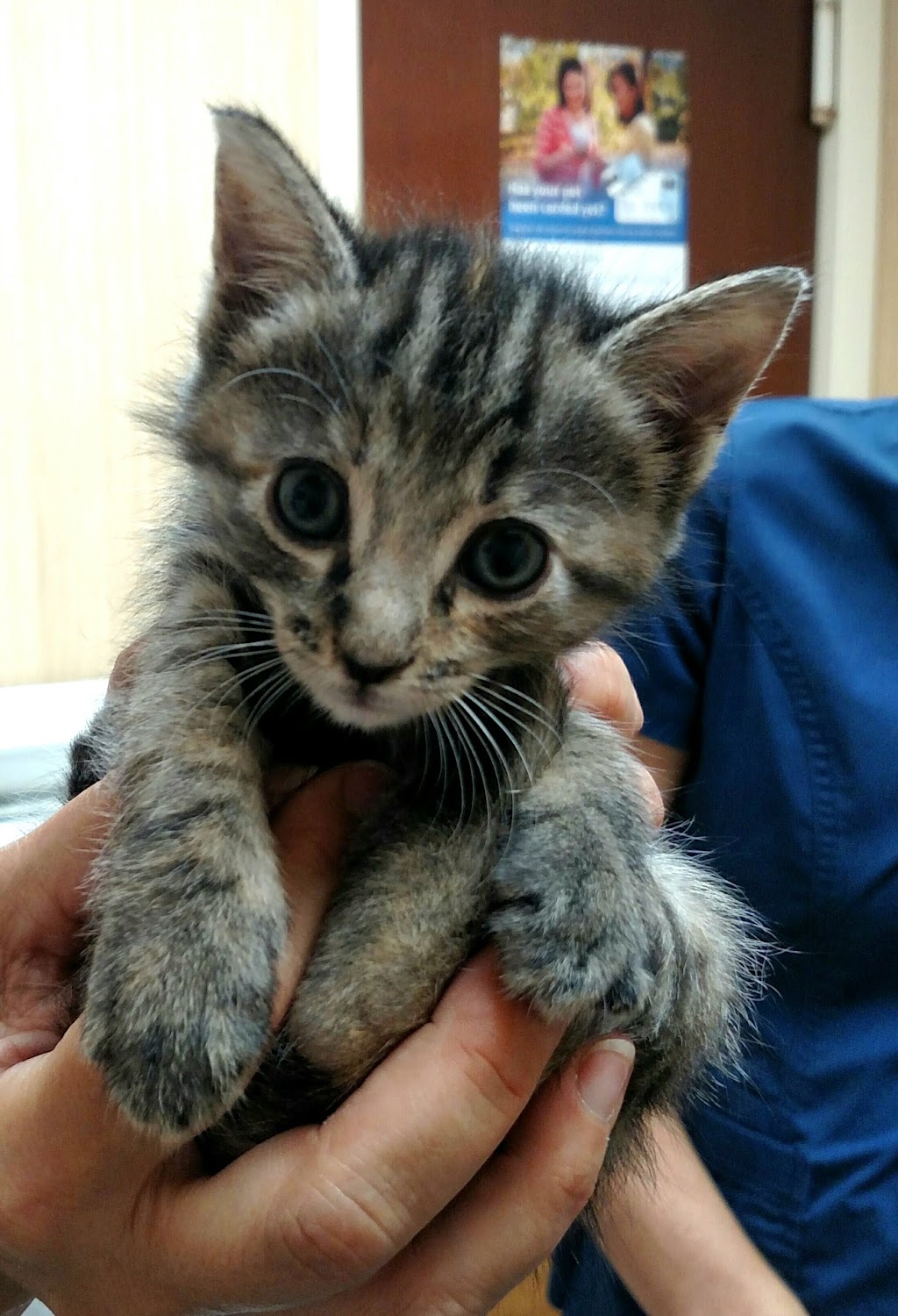 Apollo Beach Animal Hospital | 5998 N U.S. Hwy 41, Apollo Beach, FL 33572, USA | Phone: (813) 645-9567