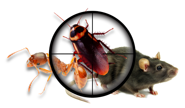 Primax Pest Control Services | 4109 12th St NE, Washington, DC 20017, USA | Phone: (571) 402-2383