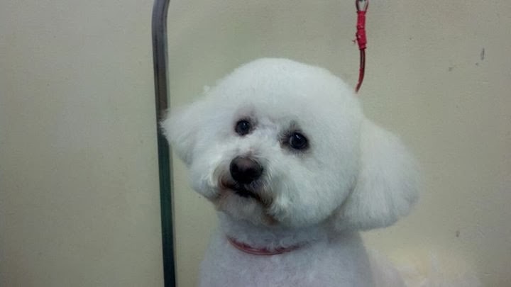 Pawsh Wash Pet Grooming & Supplies | 9921 Yorktown Ave, Huntington Beach, CA 92646, USA | Phone: (714) 962-2427