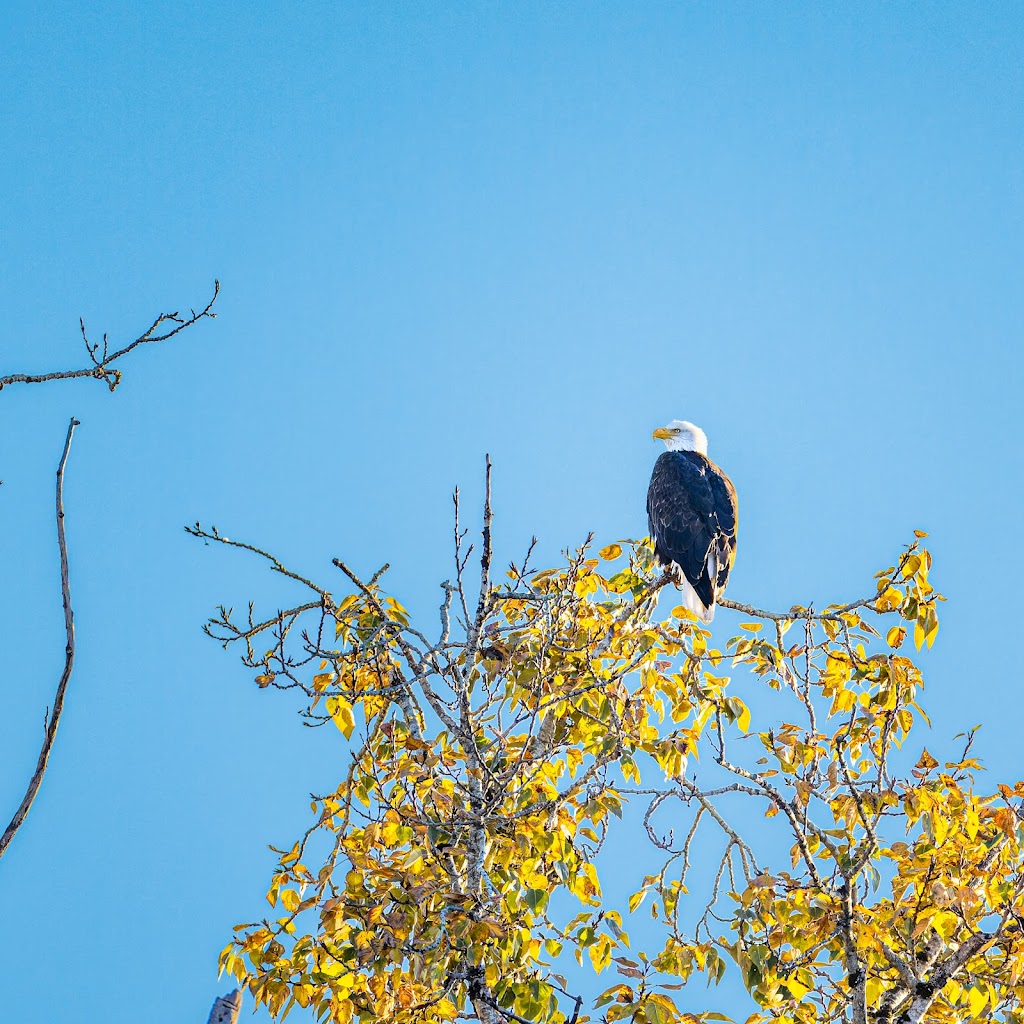 Lake Sammamish State Park | 2182 NW Sammamish Rd, Issaquah, WA 98027, USA | Phone: (425) 455-7010