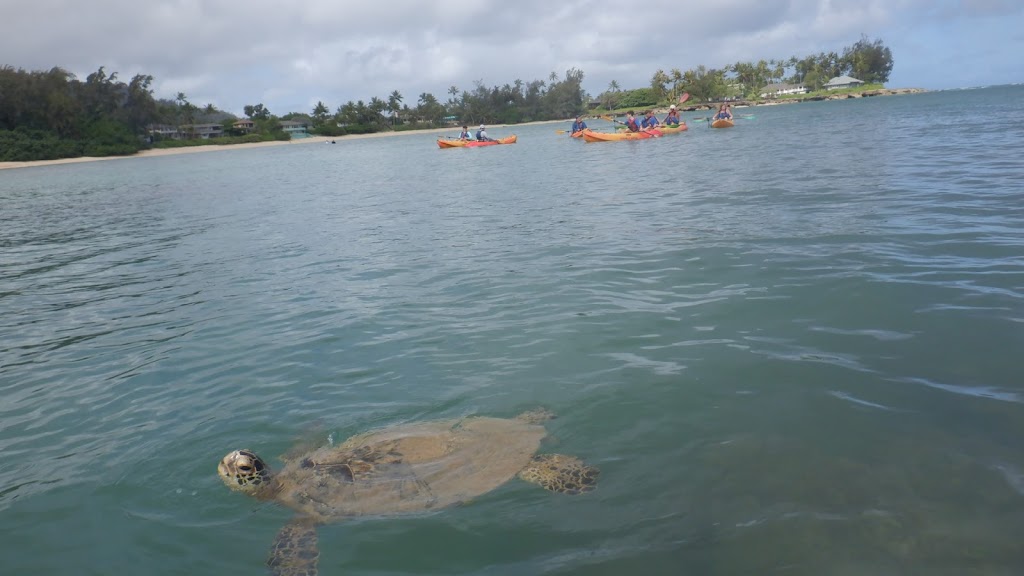 Shaka Kayaks | 57-101 W Kuilima Loop #175, Kahuku, HI 96731 | Phone: (808) 381-4121