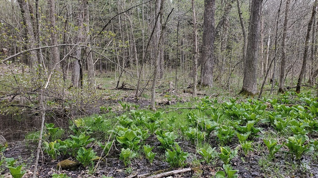 Kewaskum Maple-Oak Woods State Natural Area | S Mill Rd, Kewaskum, WI 53040, USA | Phone: (608) 266-0394