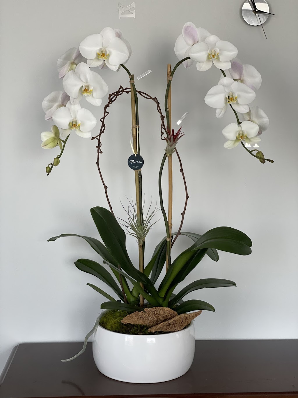 Viva Orchids of Boca Raton | 23369 Torre Cir, Boca Raton, FL 33433, USA | Phone: (561) 507-0073