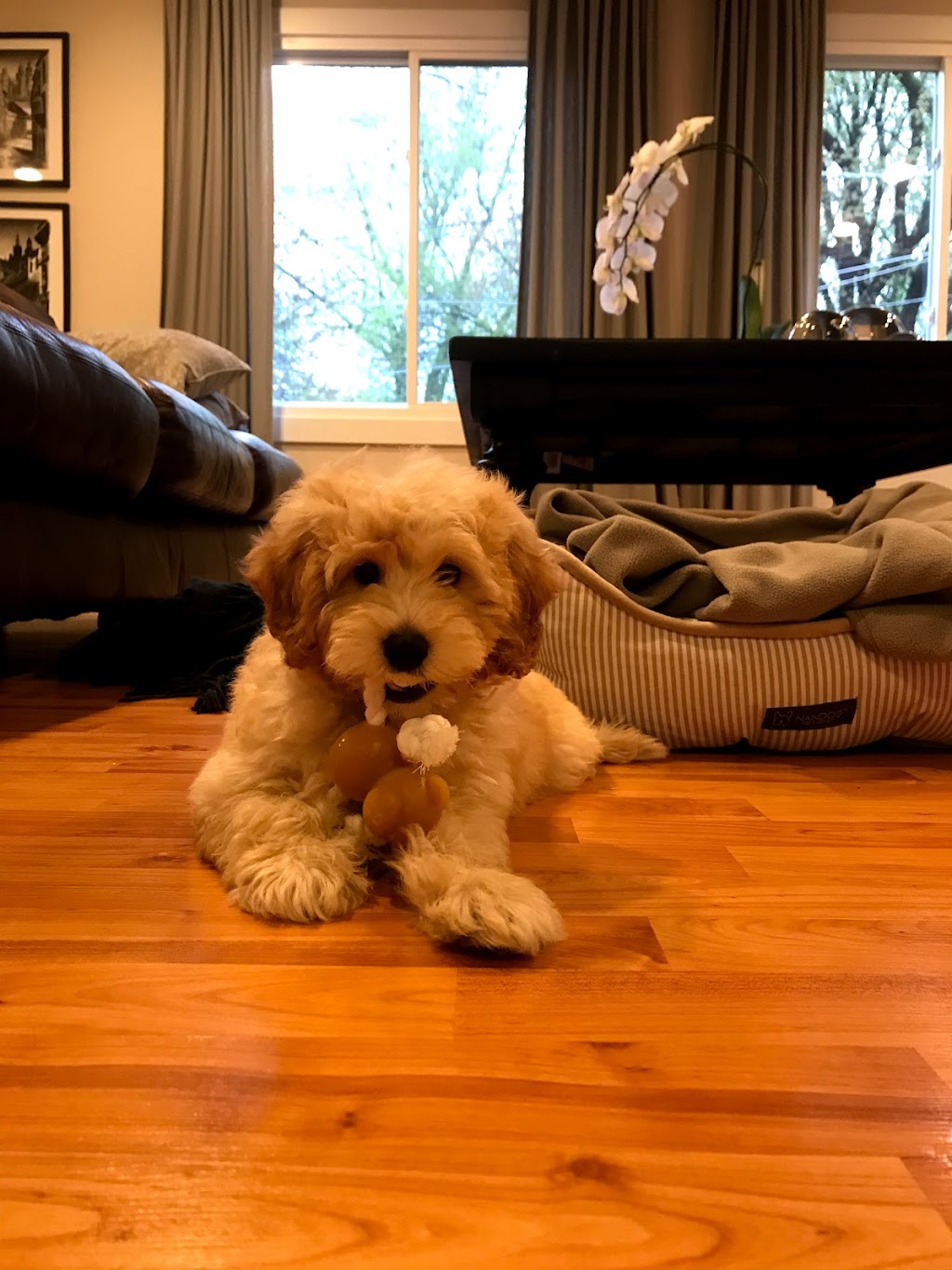 Pocket Puppies | 1457 E Palatine Rd, Arlington Heights, IL 60004, USA | Phone: (224) 735-3137