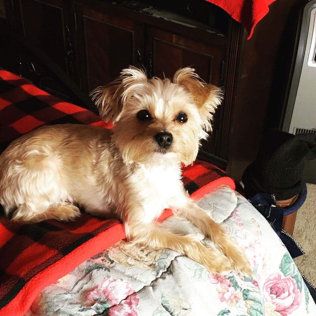 Wag on Inn | 820 Hoon St, Monongahela, PA 15063, USA | Phone: (724) 258-5499