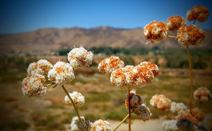 Mousley Museum Of Yucaipa History | 35308 Panorama Dr, Yucaipa, CA 92399, USA | Phone: (909) 790-4685