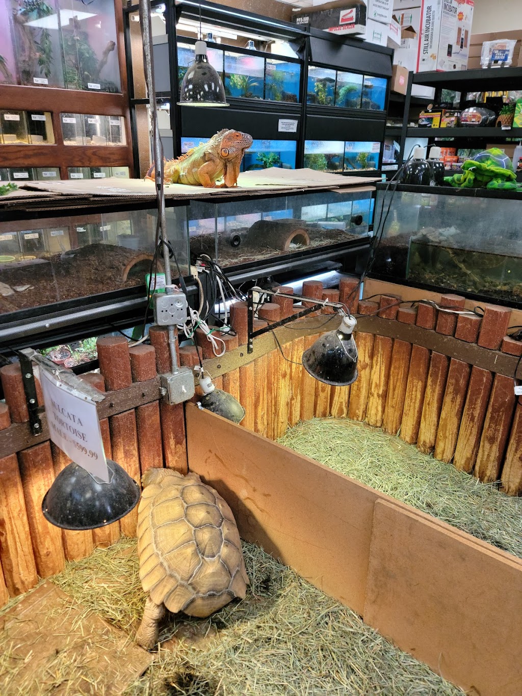 Reptile Island 3 | 7157 Katella Ave, Stanton, CA 90680, USA | Phone: (714) 761-1230