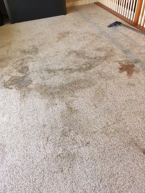 Simply Clean Carpets | 000, New Braunfels, TX 78130, USA | Phone: (830) 822-3588
