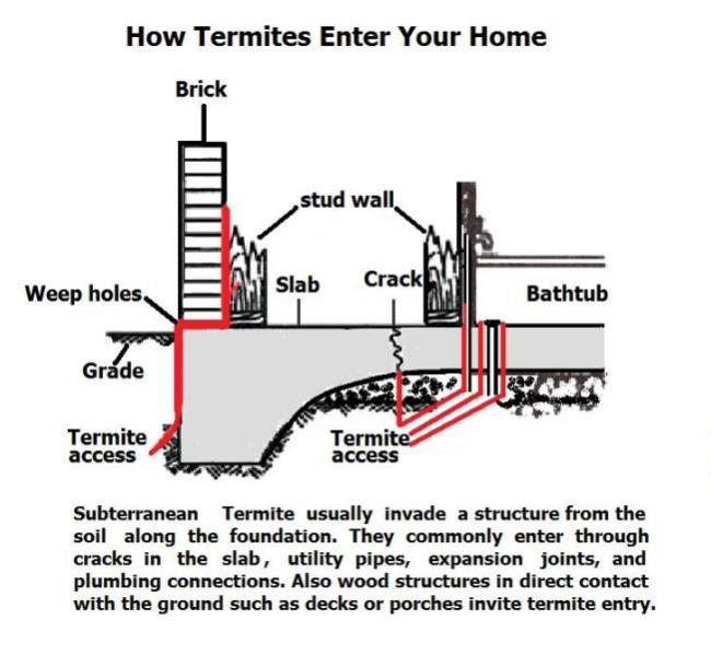 Terminix | 1015 Wall St, El Paso, TX 79915, USA | Phone: (915) 779-8899