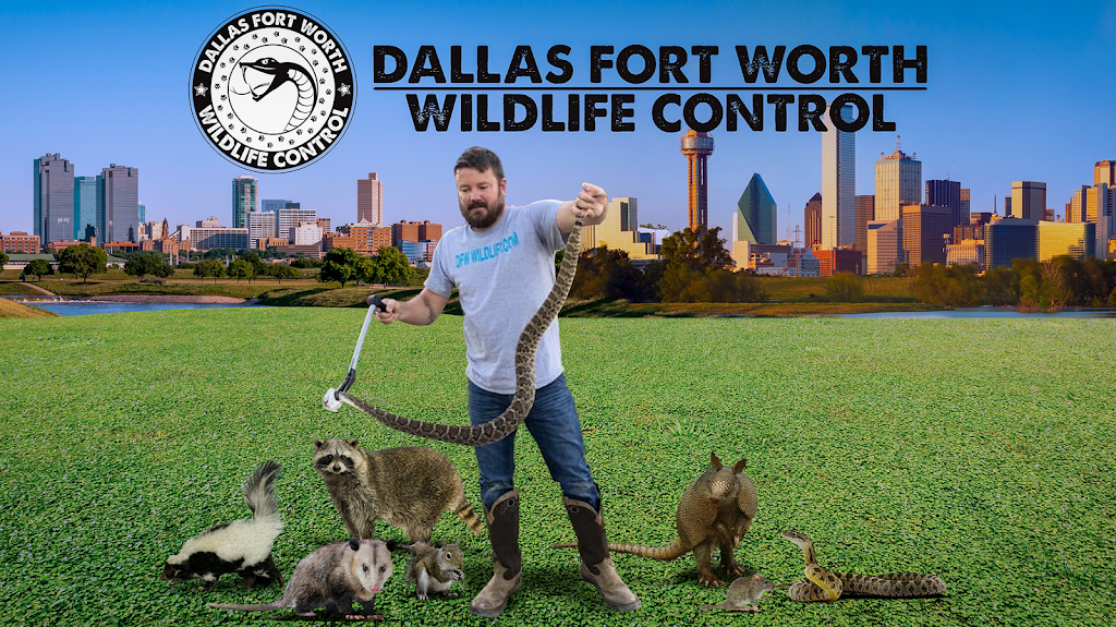 Dallas Fort Worth Wildlife Control | 405 Airport Fwy Suite 1, Bedford, TX 76021, USA | Phone: (817) 606-7607