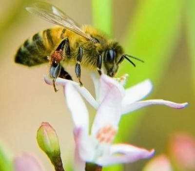 Bee Catchers, Inc. | 17216 Saticoy St #206, Van Nuys, CA 91406, USA | Phone: (866) 544-0074
