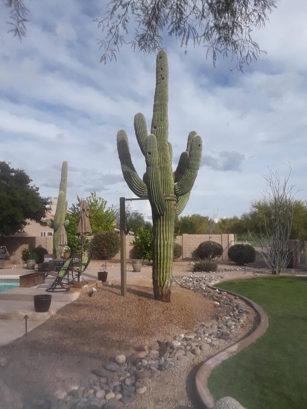 AZ Cactus Experts | 3030 N 35th Ave Suite 126, Phoenix, AZ 85017, USA | Phone: (602) 413-5920