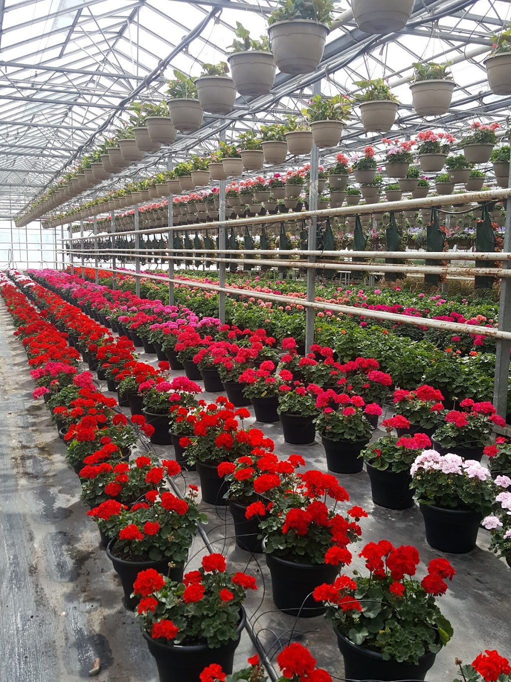 Gaeta Farms and Greenhouses | 174 Mud St W, Grassie, ON L0R 1M0, Canada | Phone: (905) 309-6263