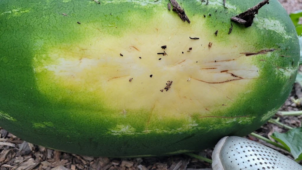 Small Ville Learning Farms | 5862 Malcolm St, Detroit, MI 48213, USA | Phone: (313) 721-8220