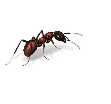 Self Defense Pest Control | 411 Maxham Rd Suite 400-821, Austell, GA 30168, USA | Phone: (404) 697-9798