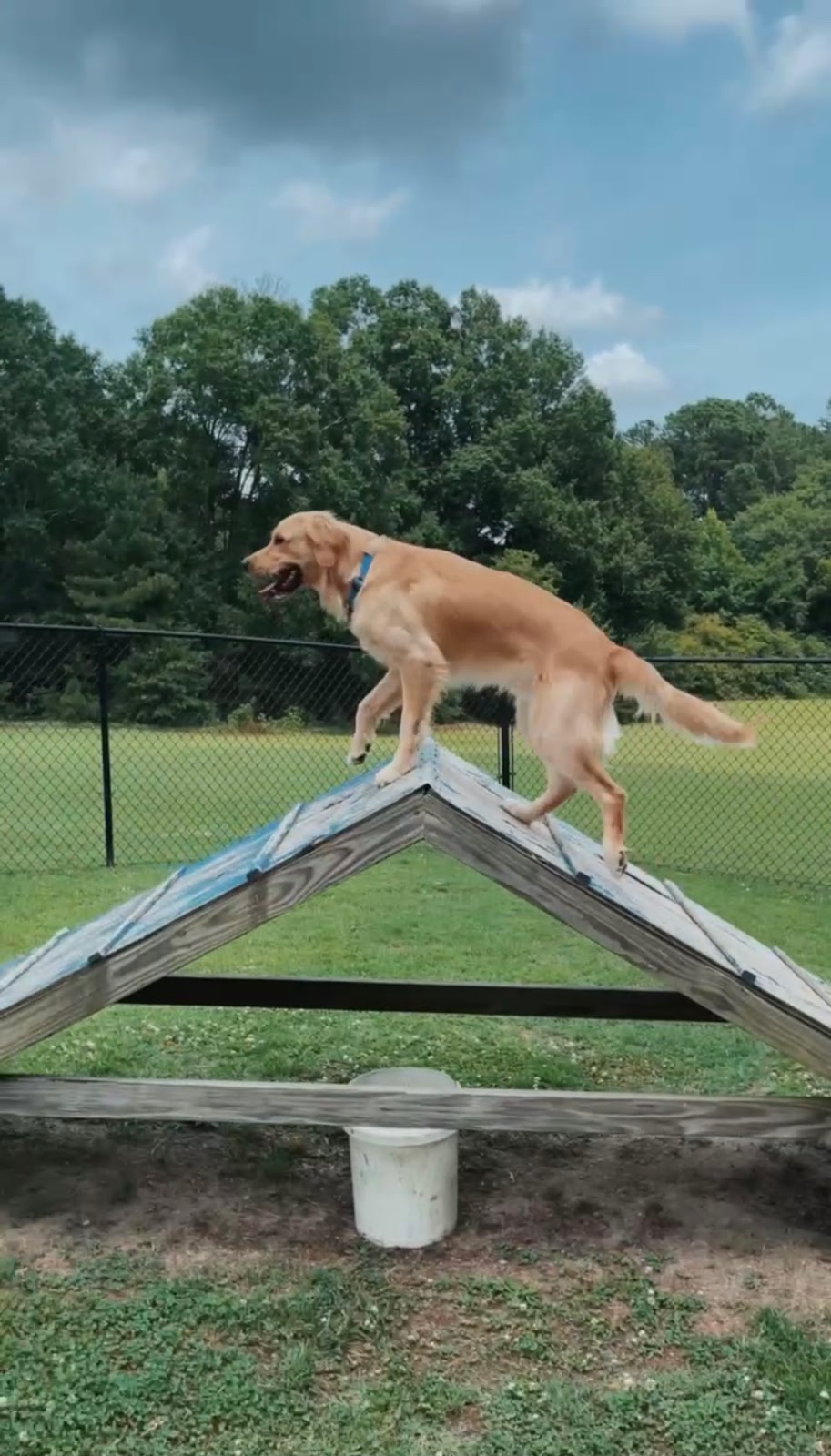 Wendell Dog Park | 601 W 3rd St, Wendell, NC 27591, USA | Phone: (919) 366-2266