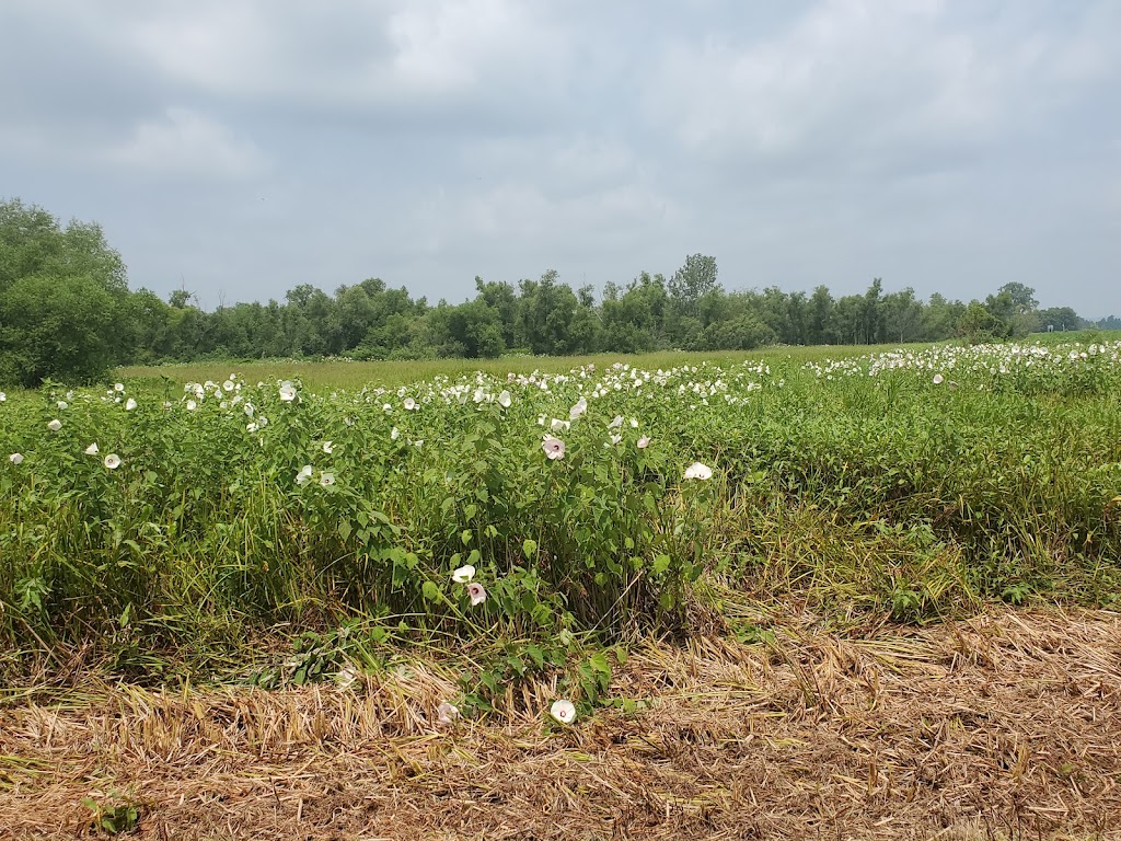 Marais Temps Clair Conservation Area | 5134 Island Rd, St Charles, MO 63301, USA | Phone: (314) 877-6014