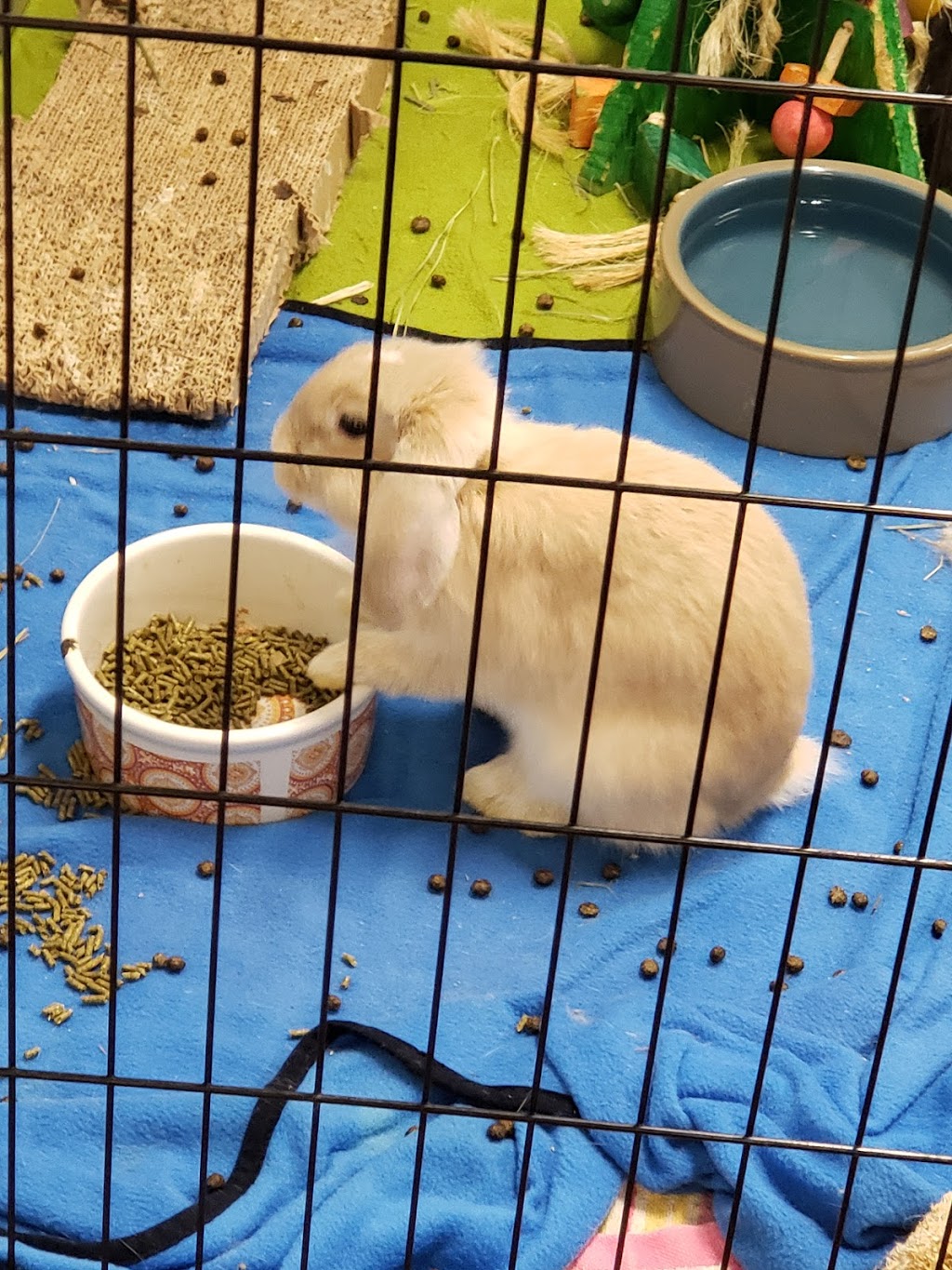 Georgia House Rabbit Society | 3114 Cherokee St NW, Kennesaw, GA 30144, USA | Phone: (678) 653-7175